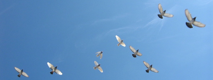 On the Wing