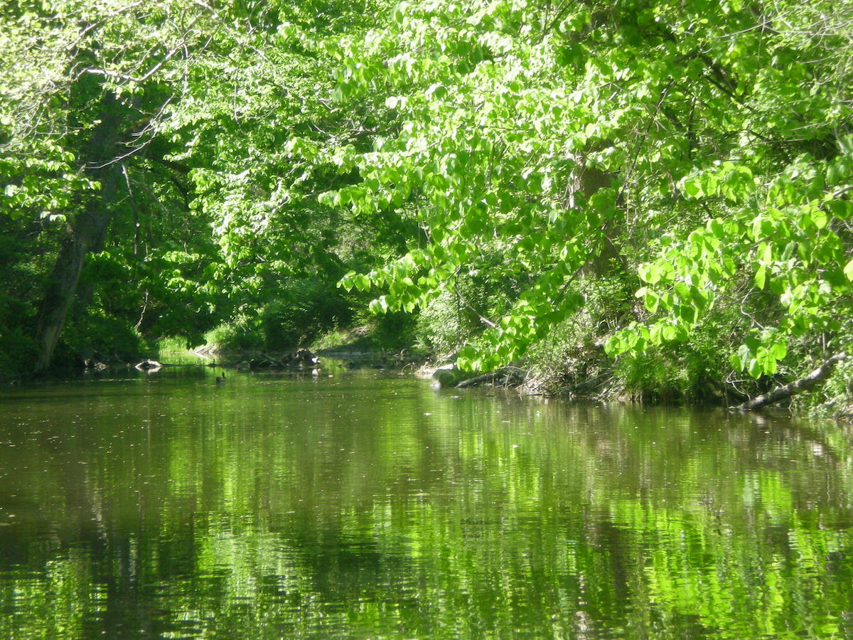 Chartreuse Green