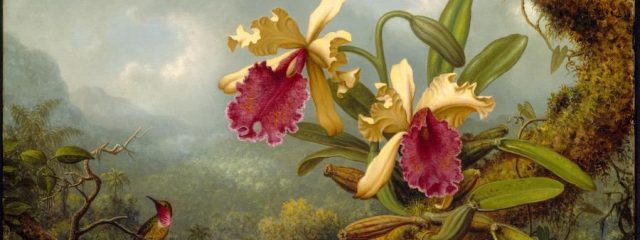 Orchids and Hummingbird