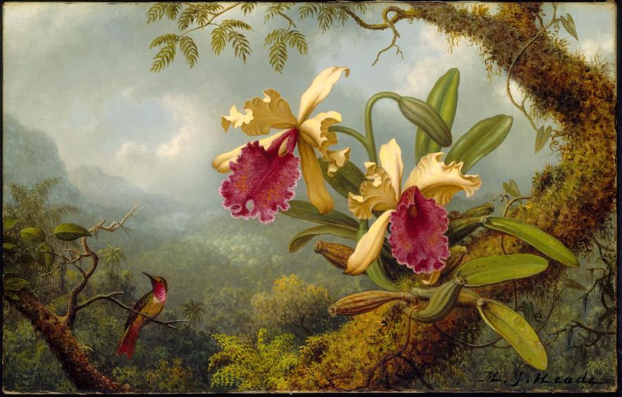 Orchids and Hummingbird