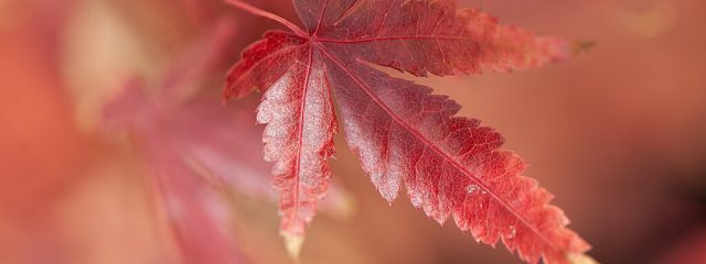 Autumn Leaf