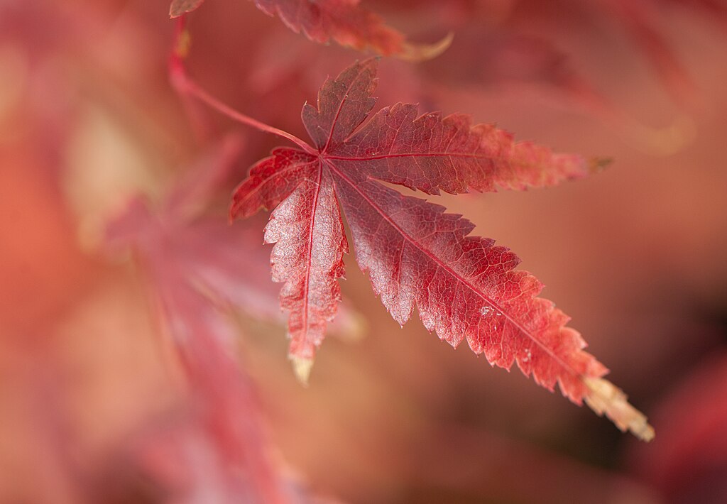 Autumn Leaf