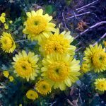 Yellow Chrysanthemums