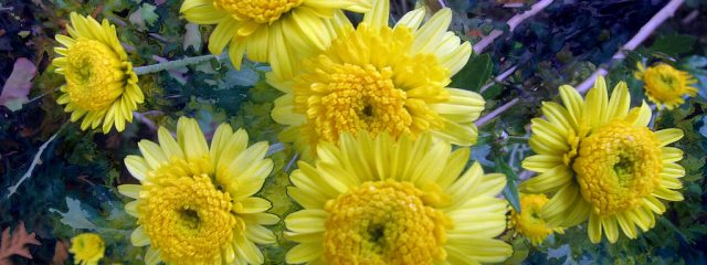 Yellow Chrysanthemums