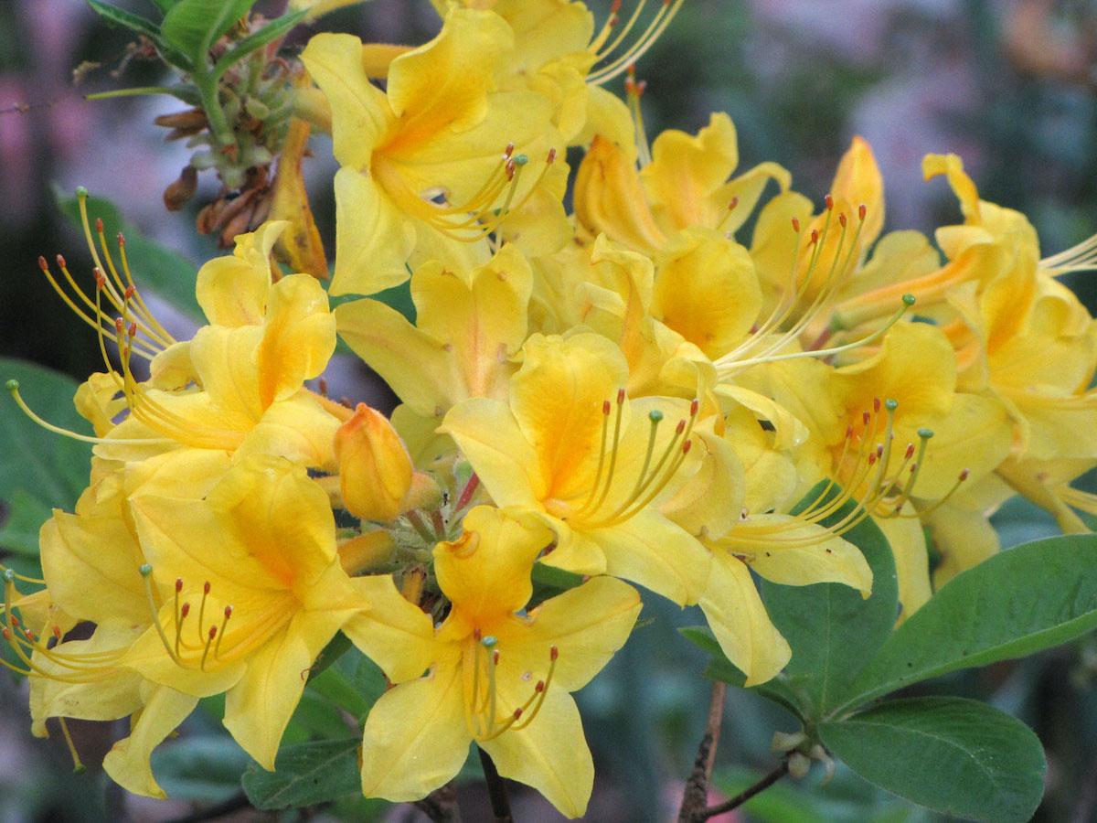 Azalea Sunny Side Up. Katja Schulz from Washington, D. C., USA, CC BY 2.0 , via Wikimedia Commons