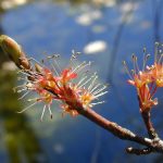 Red Maple Flower