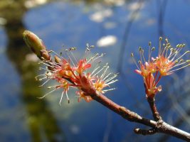 Red Maple Flower