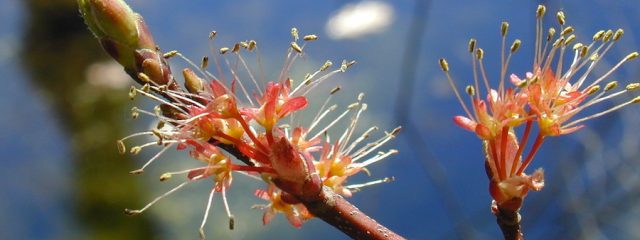 Red Maple Flower