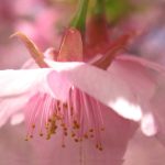 Cherry Blossoms - TANAKA Juuyoh (田中十洋), CC BY 2.0 , via Wikimedia Commons