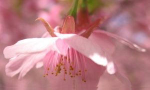 Cherry Blossoms - TANAKA Juuyoh (田中十洋), CC BY 2.0 , via Wikimedia Commons