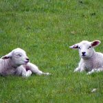 Lambs by Peter O'Connor