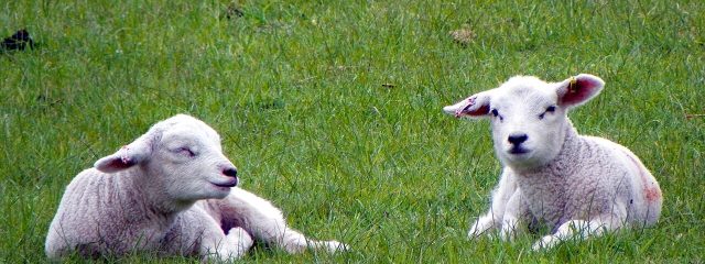 Lambs by Peter O'Connor