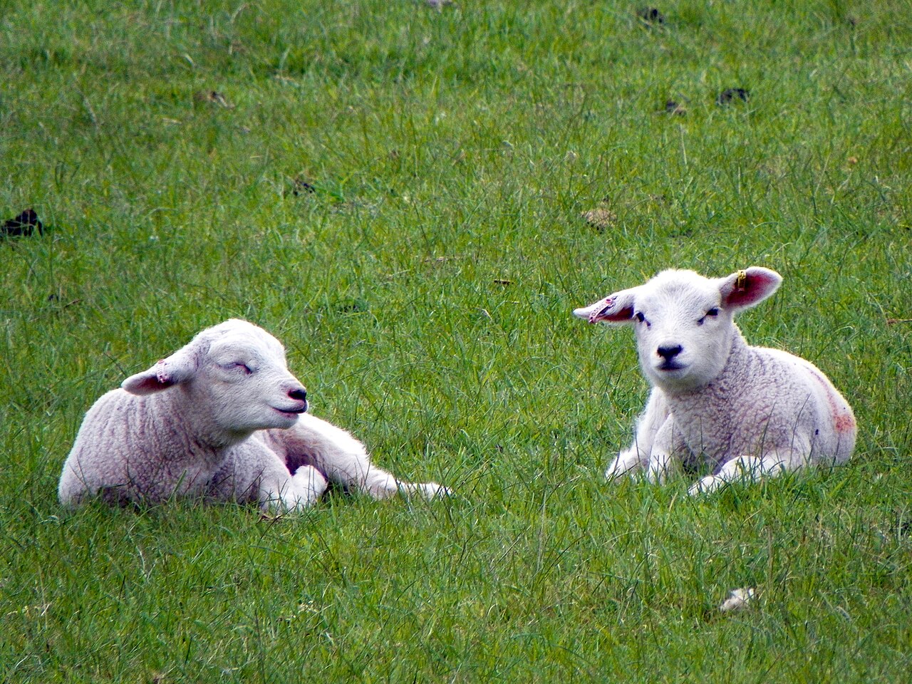 Lambs by Peter O'Connor